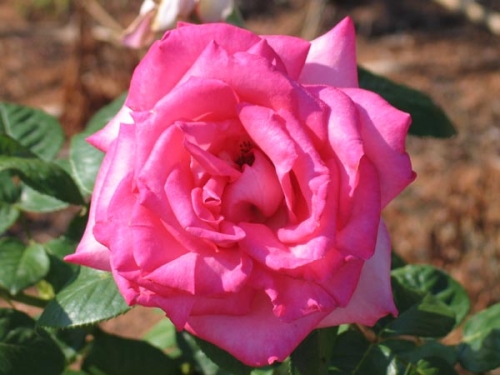 Роза Эйфель Тауэр