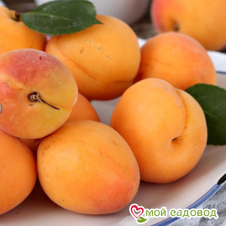 Абрикос Королевский