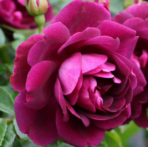 Роза Бургунди Айс