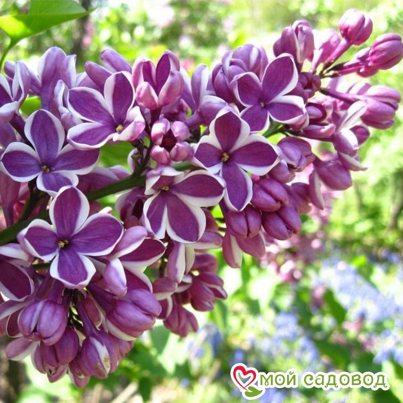 Сирень Сенсация (Sensation)