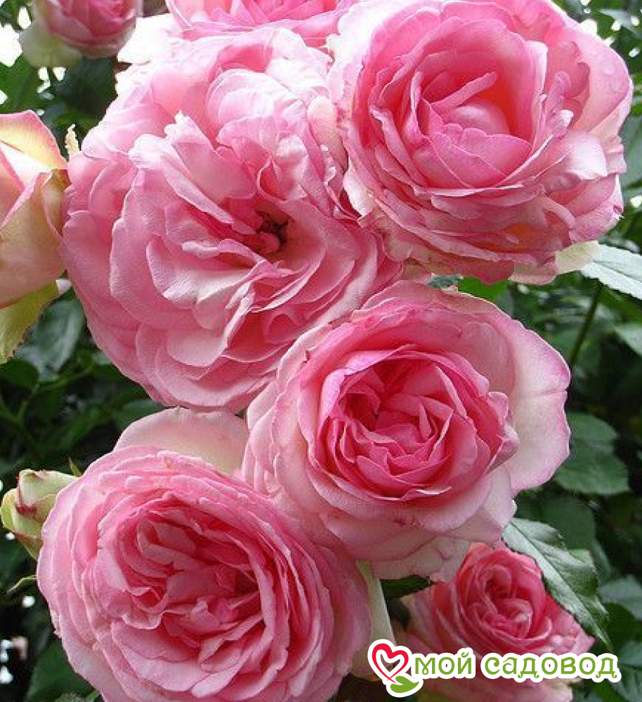 Роза Жанелли