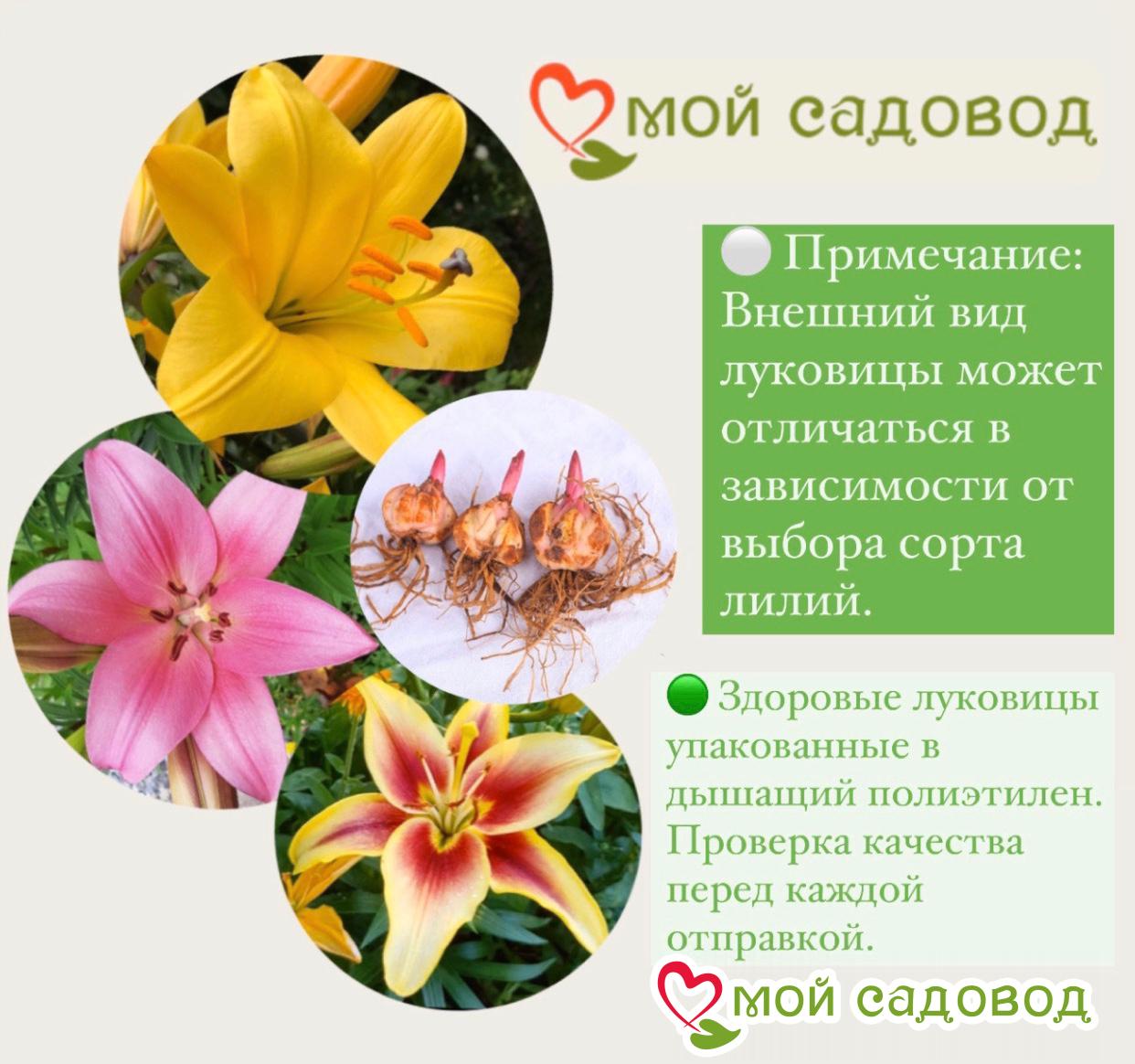 Лилия Робина